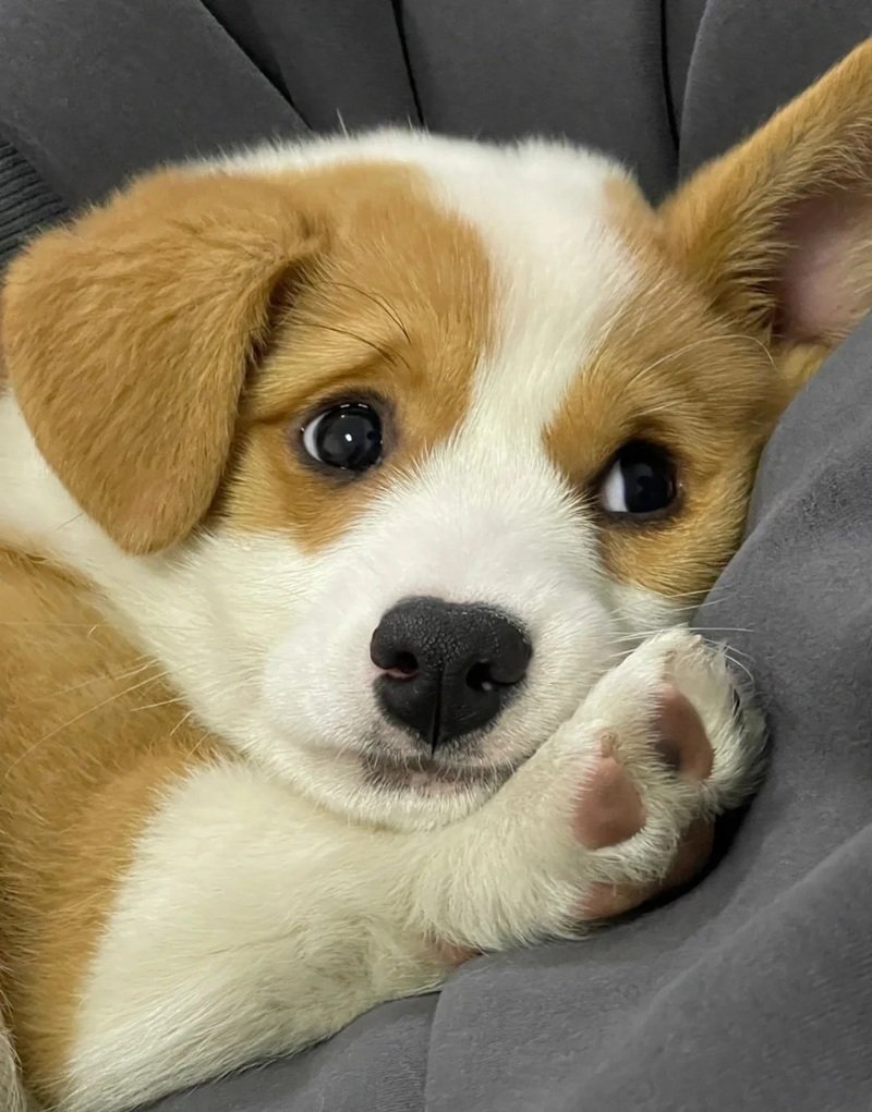 ảnh chó buồn 38