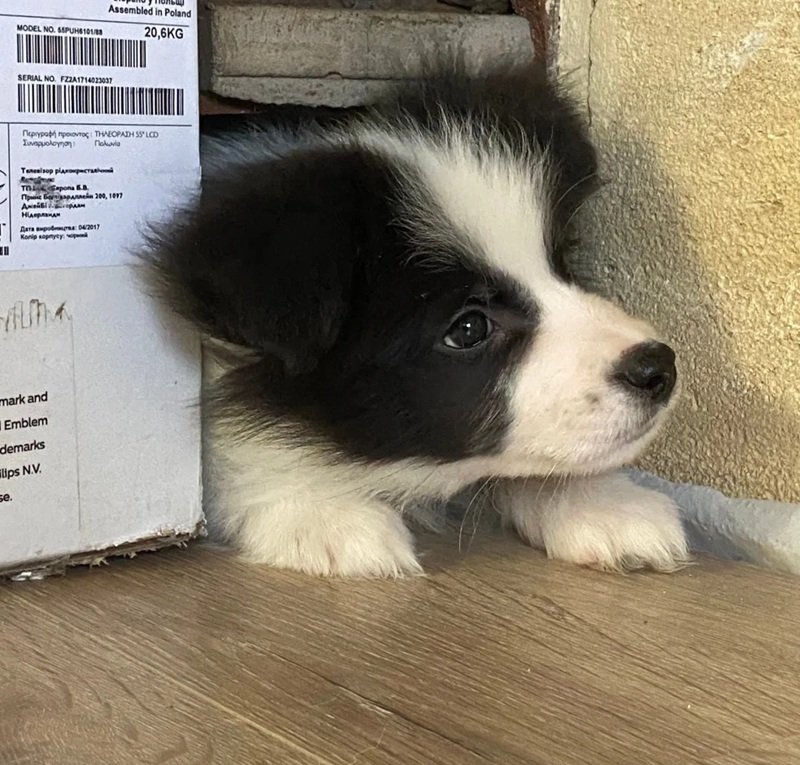 ảnh chó buồn 39