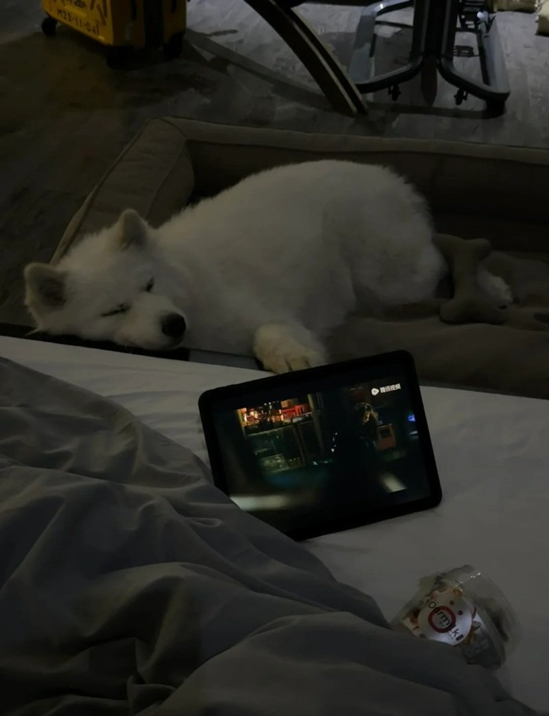 ảnh chó buồn 40