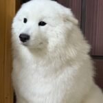 ảnh chó buồn 41