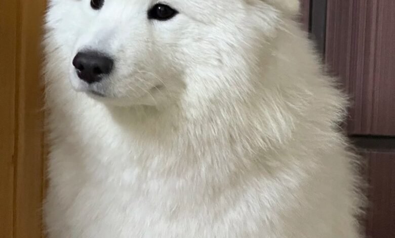 ảnh chó buồn 41