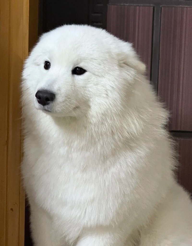 ảnh chó buồn 41