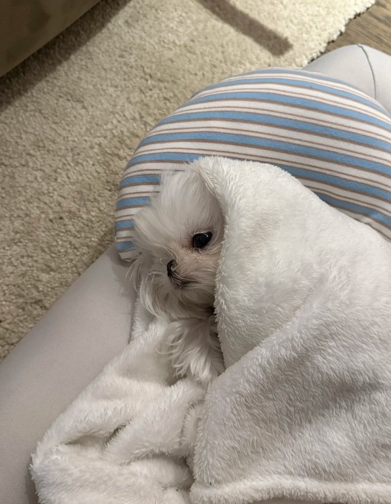 ảnh chó buồn 42