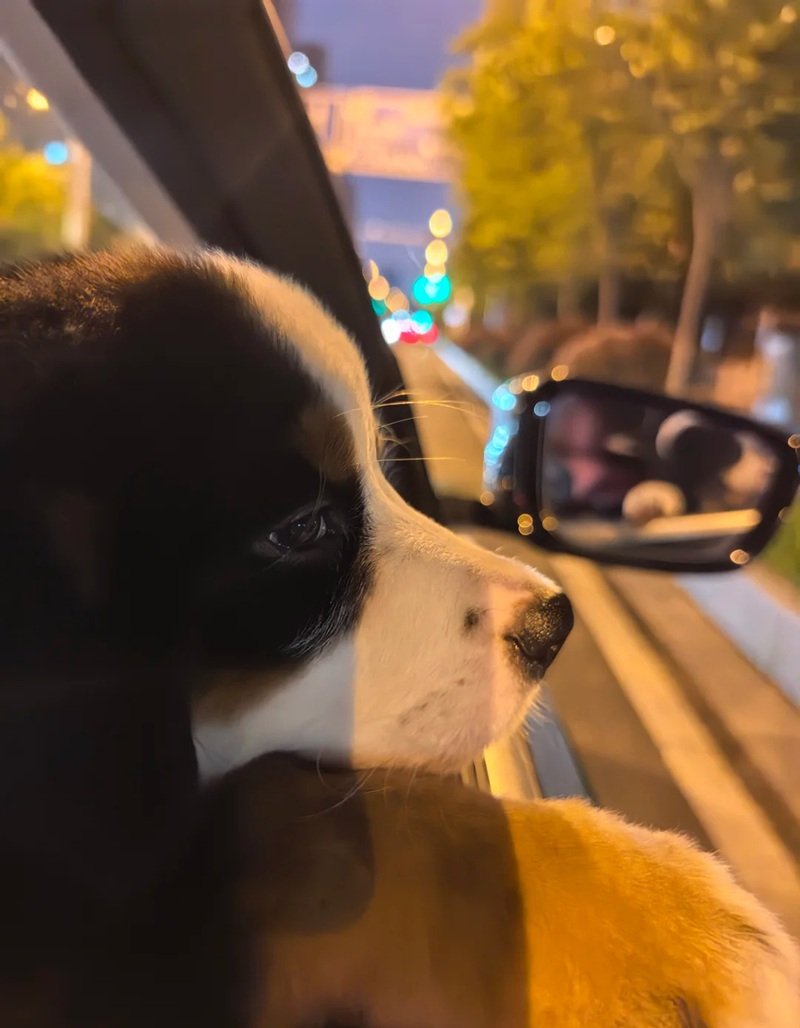 ảnh chó buồn 43