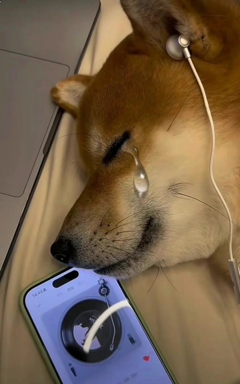 ảnh chó buồn meme