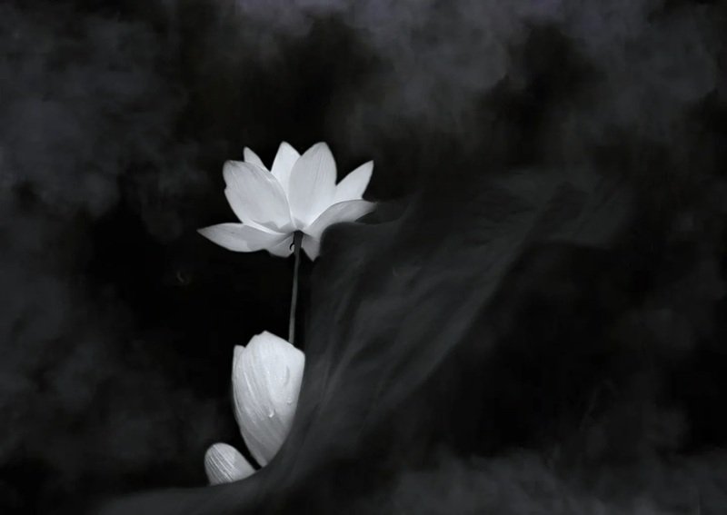 ảnh hoa sen trắng 10