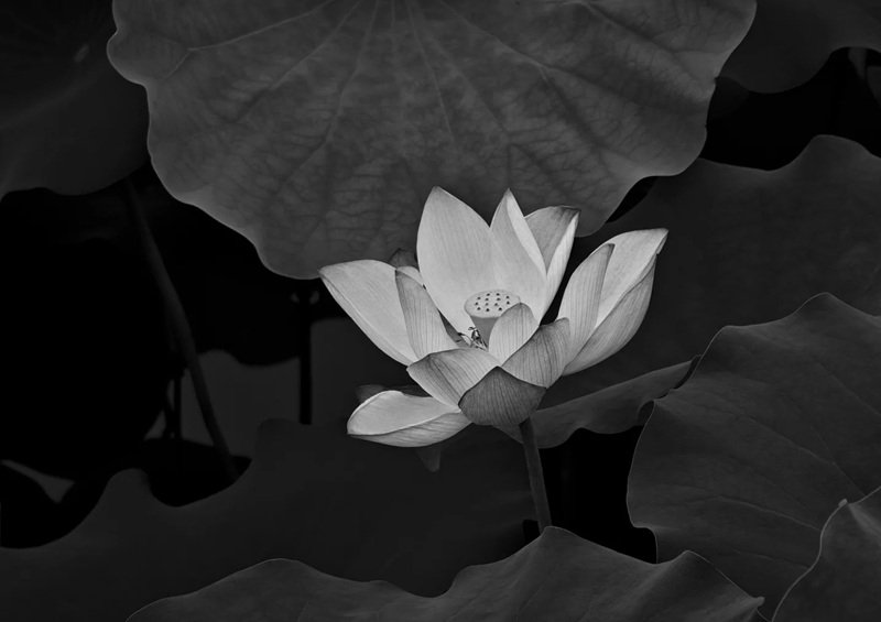 ảnh hoa sen trắng 13