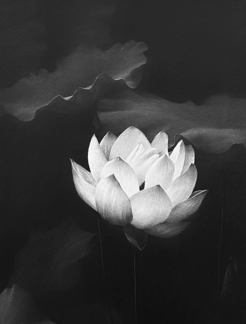 ảnh hoa sen trắng 27