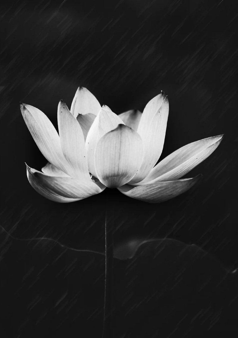 ảnh hoa sen trắng 29