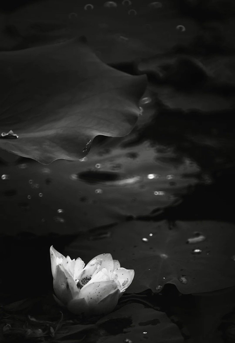 ảnh hoa sen trắng 3