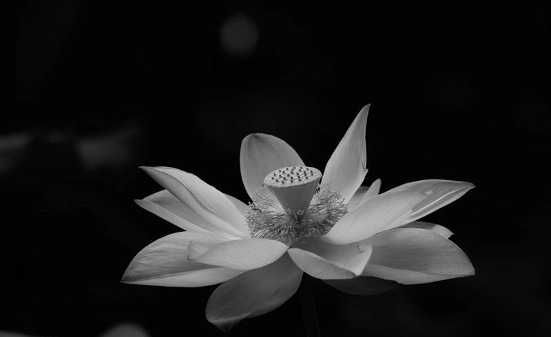 ảnh hoa sen trắng 36