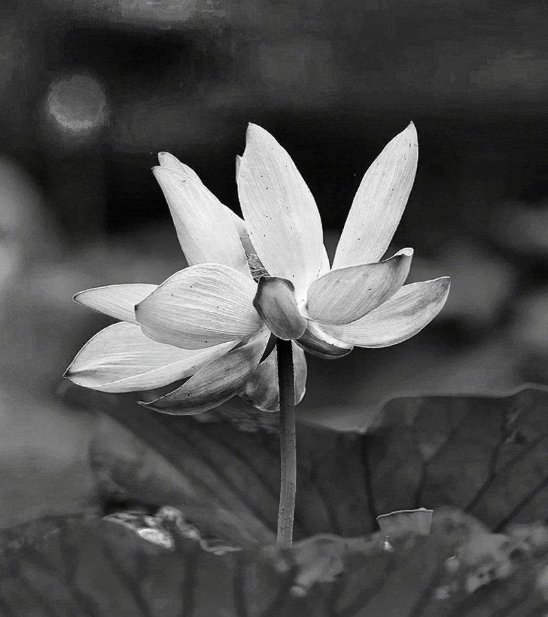 ảnh hoa sen trắng 38