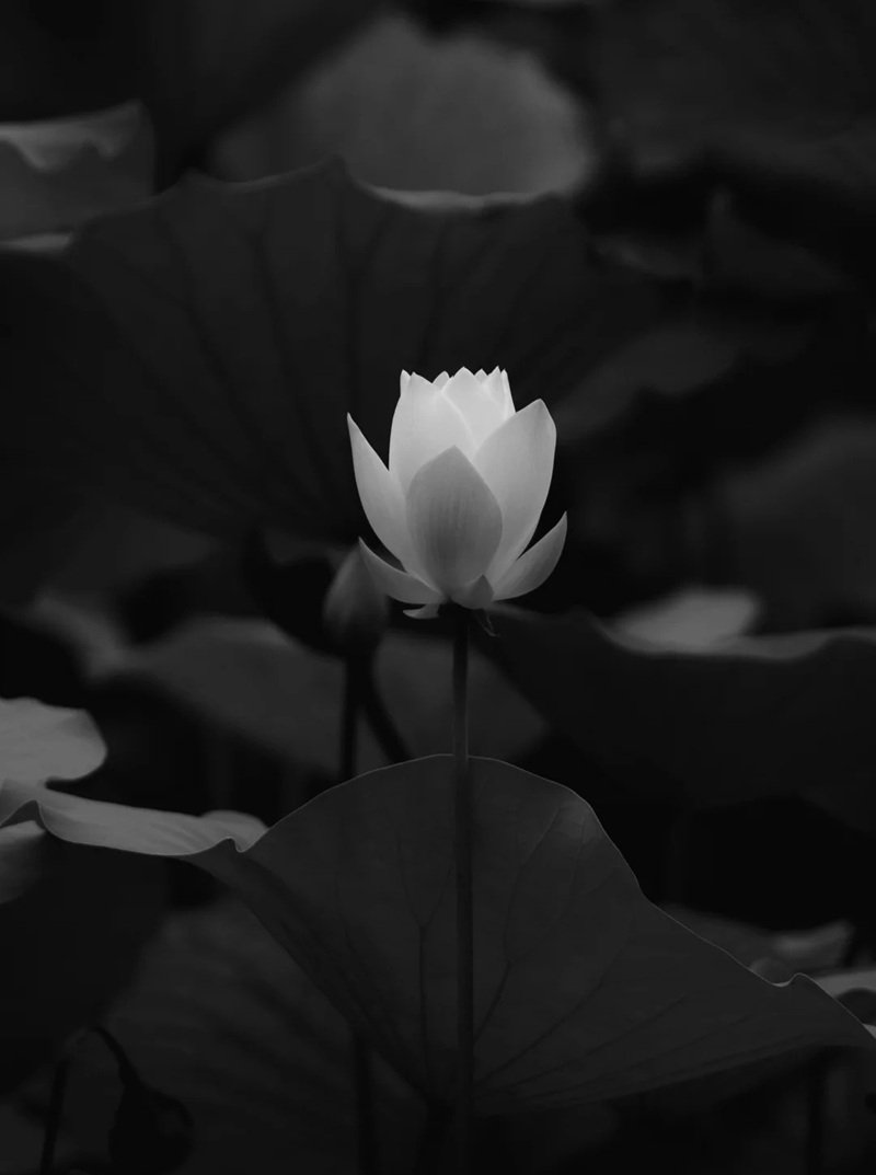 ảnh hoa sen trắng 5