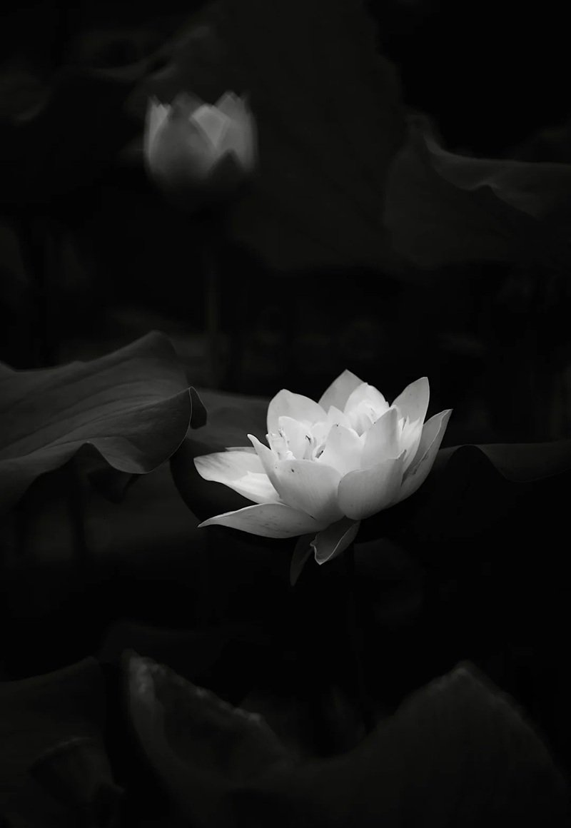 ảnh hoa sen trắng 6