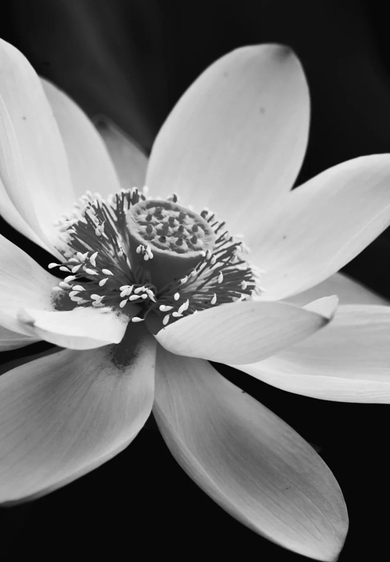 ảnh hoa sen trắng 7