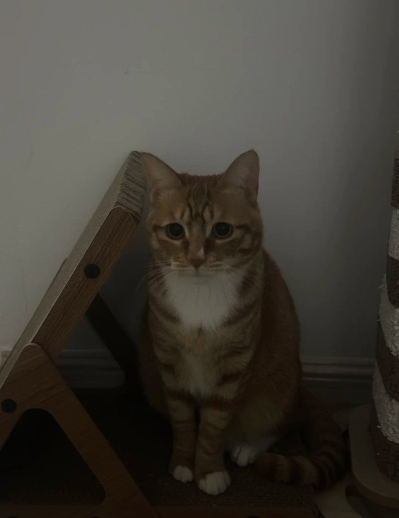 ảnh mèo buồn 10