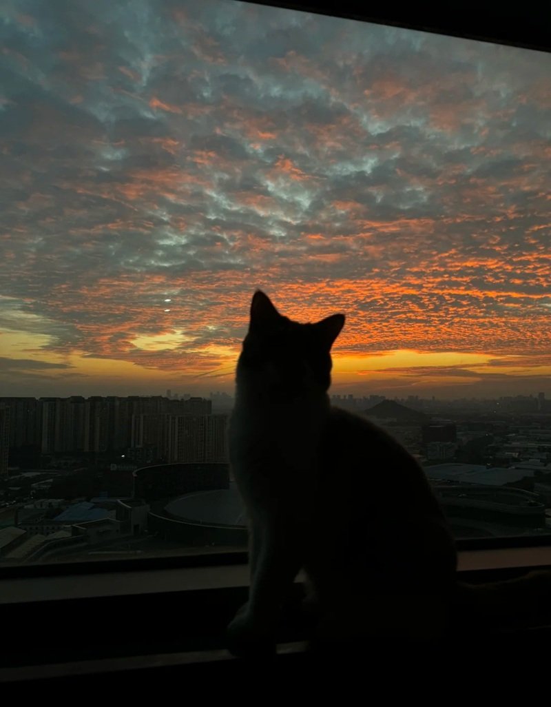 ảnh mèo buồn 11