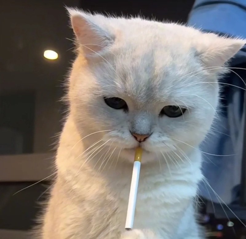 ảnh mèo buồn 12