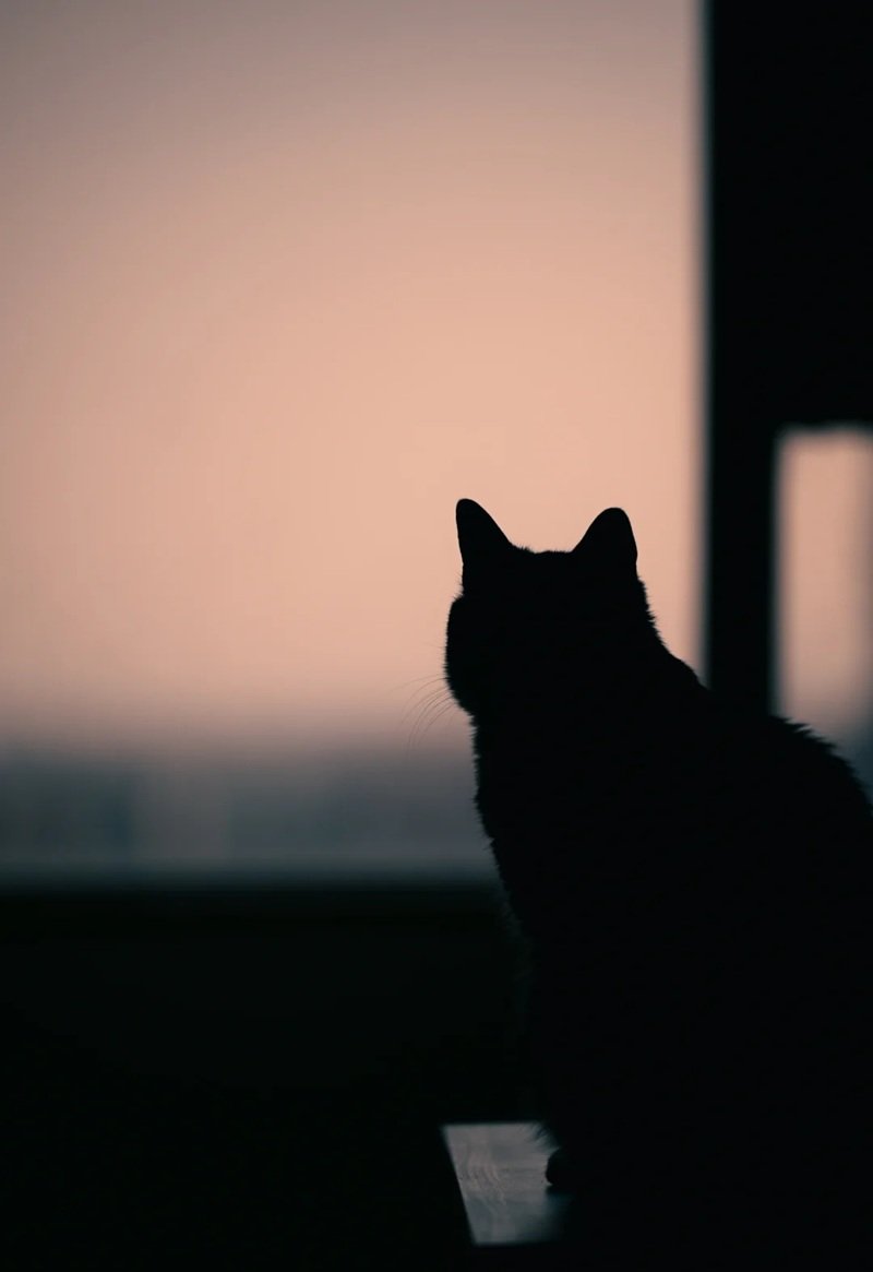 ảnh mèo buồn 21