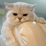 ảnh mèo buồn 22