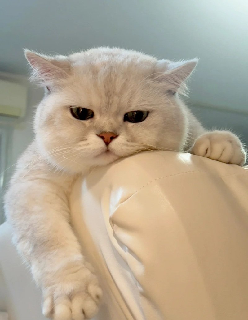 ảnh mèo buồn 22