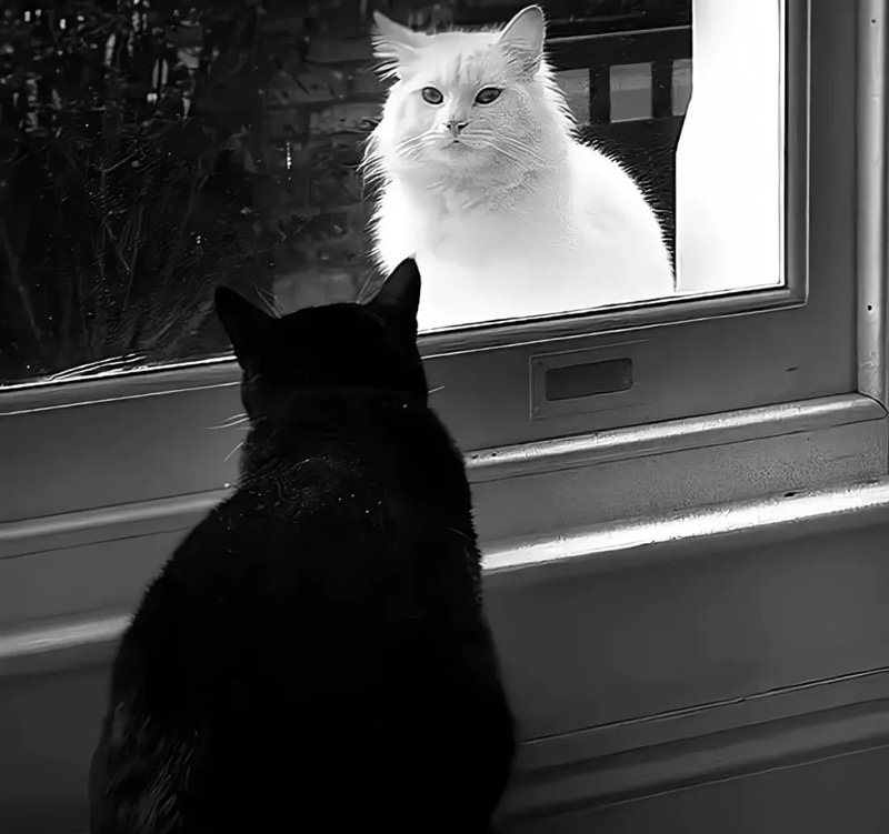 ảnh mèo buồn 23