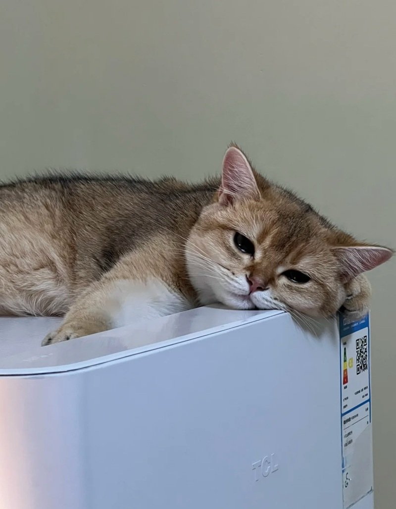 ảnh mèo buồn 24