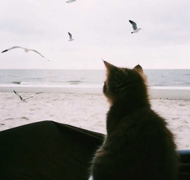 ảnh mèo buồn 26