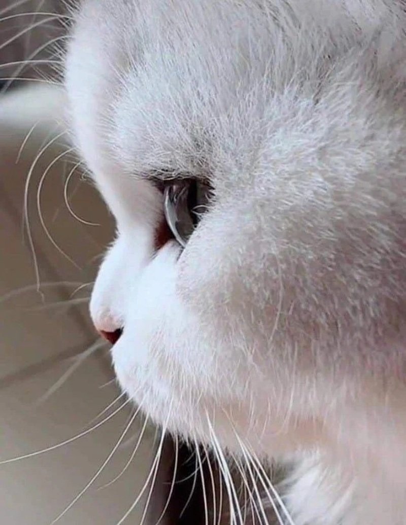 ảnh mèo buồn 29