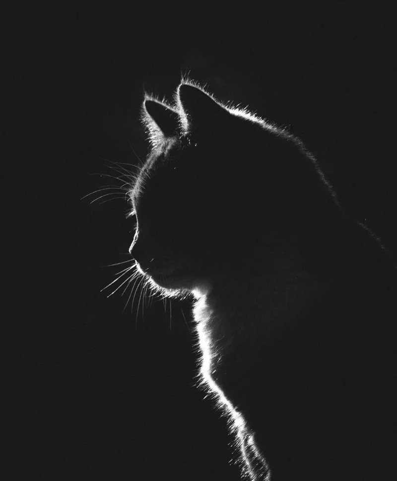 ảnh mèo buồn 30