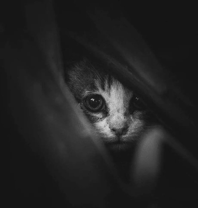 ảnh mèo buồn 31