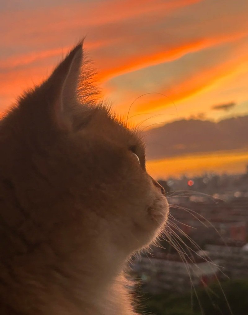 ảnh mèo buồn 32