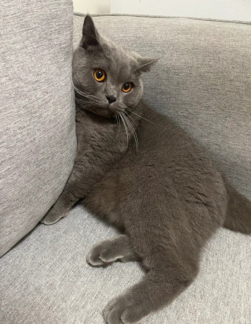 ảnh mèo buồn 35