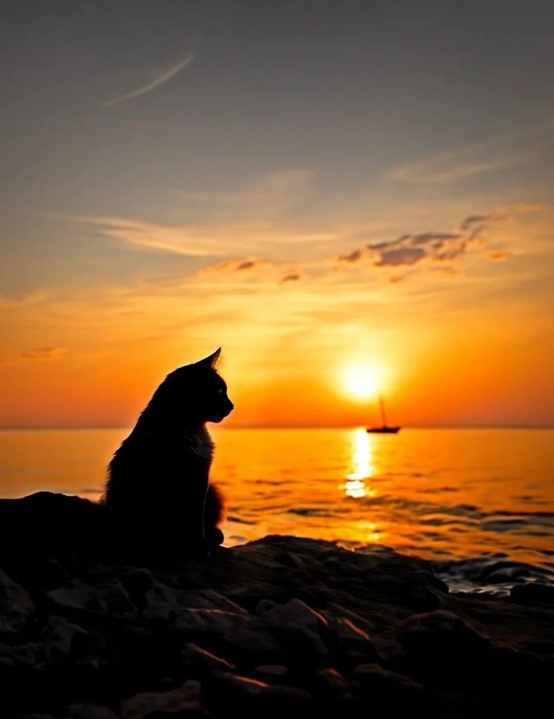 ảnh mèo buồn 37