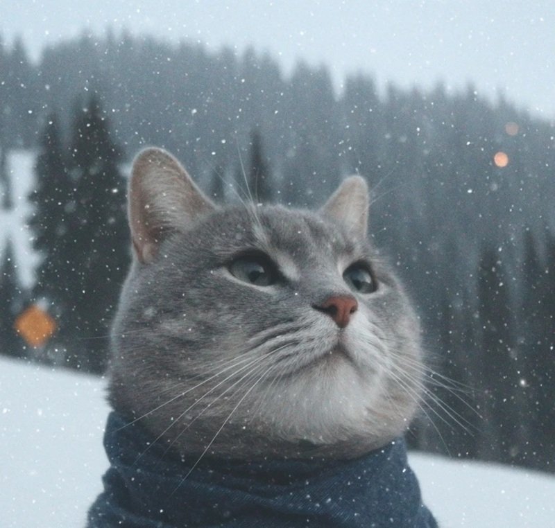 ảnh mèo buồn 38