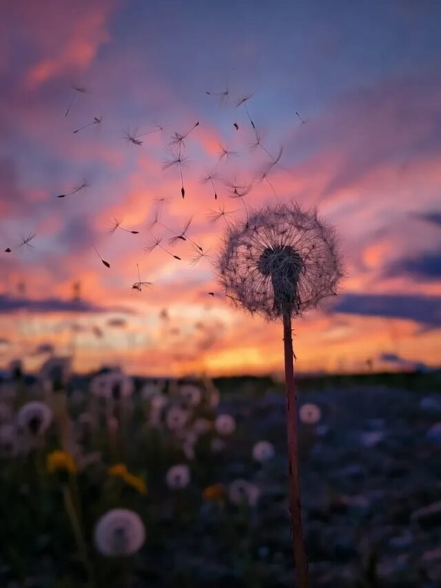 114+ ảnh thiên nhiên buồn khiến tim như thắt lại