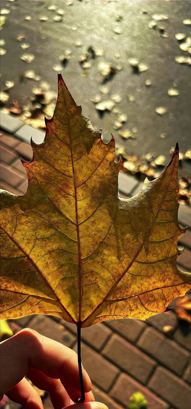 hình nền buồn 4