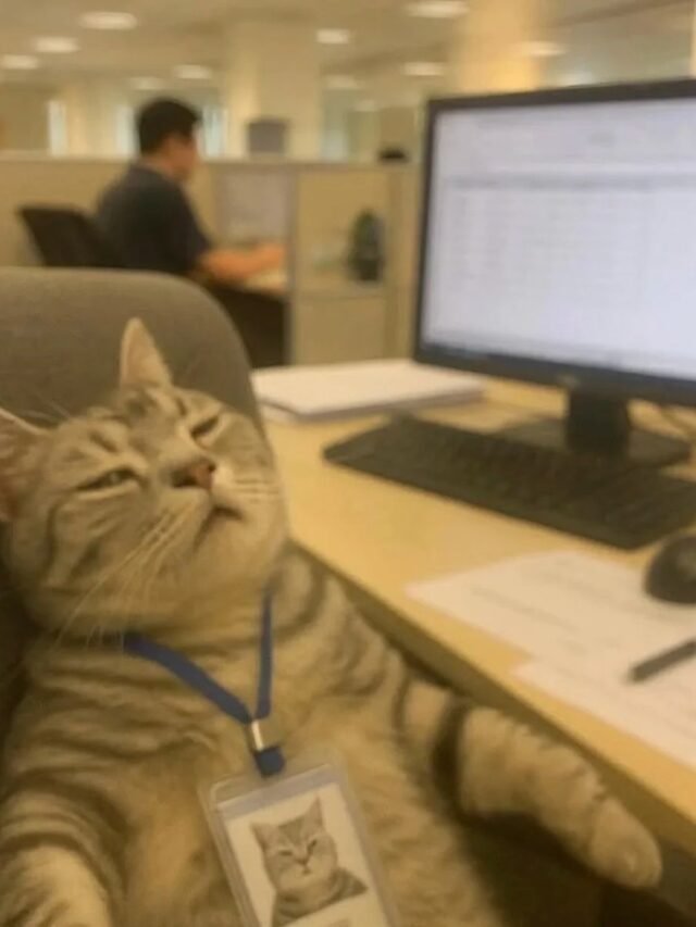 Bộ sưu tập 90+ hình ảnh mệt mỏi đáng yêu chữa lành