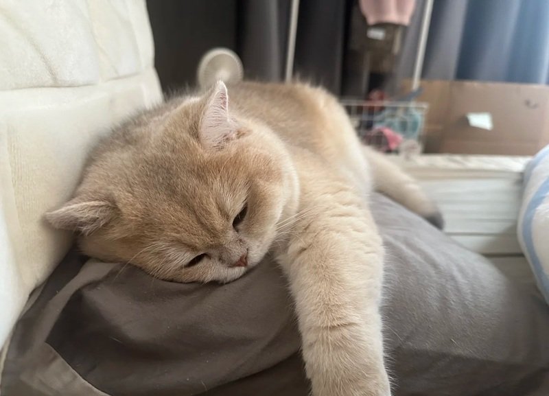 hình ảnh mệt mỏi đáng yêu 15