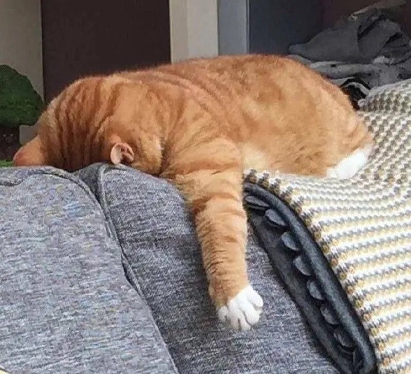 hình ảnh mệt mỏi đáng yêu 40