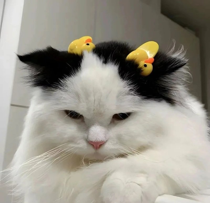 meme mèo buồn bã