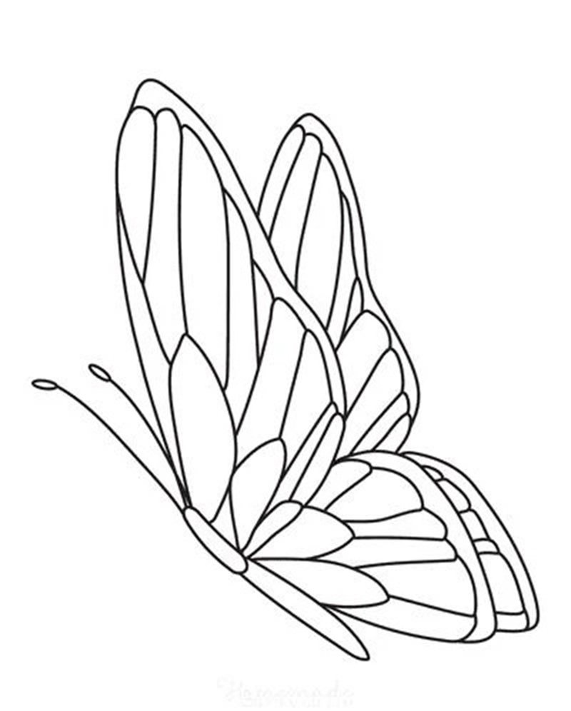 tranh tô màu con bướm 20