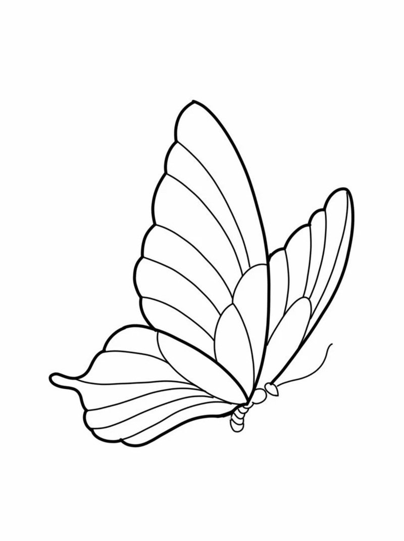 tranh tô màu con bướm 21