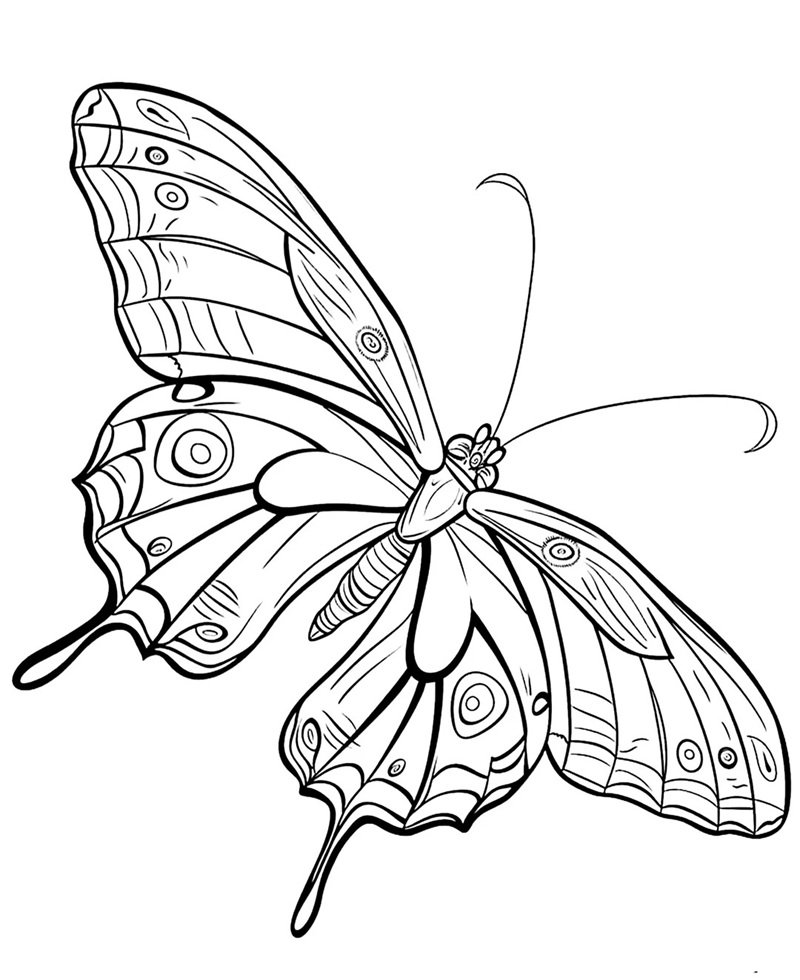 tranh tô màu con bướm 28