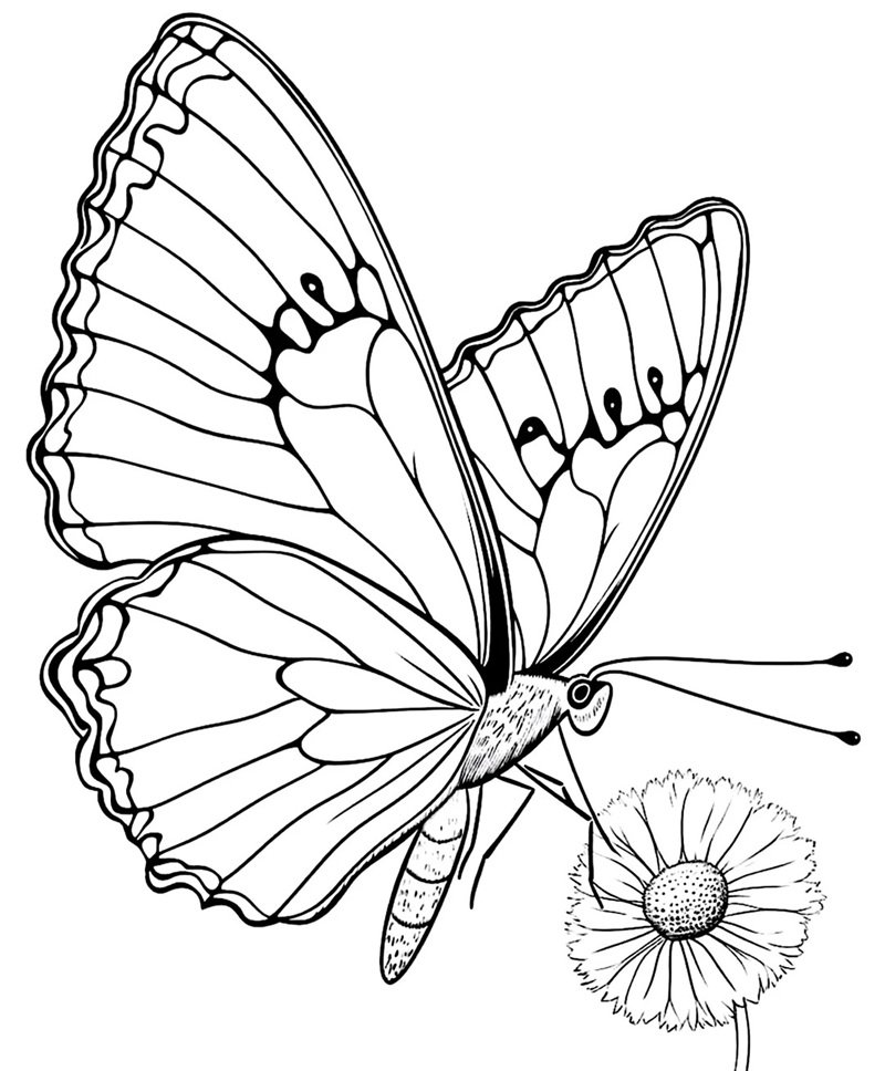 tranh tô màu con bướm 35