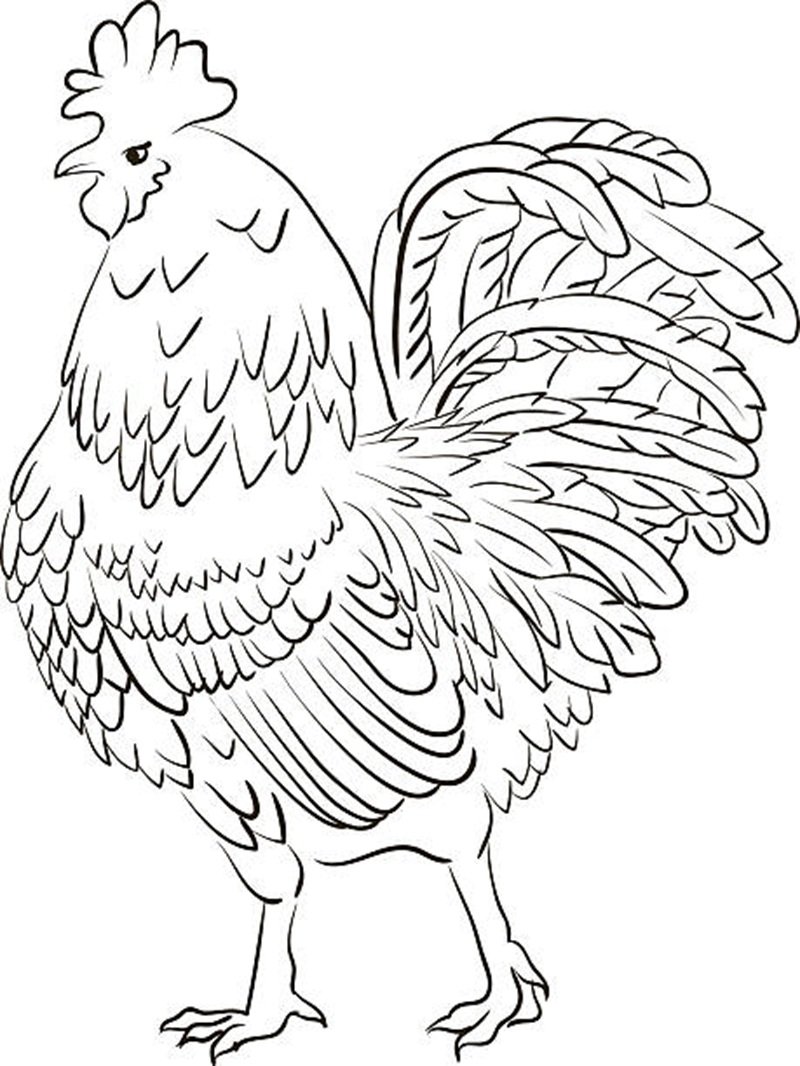tranh tô màu con gà 16