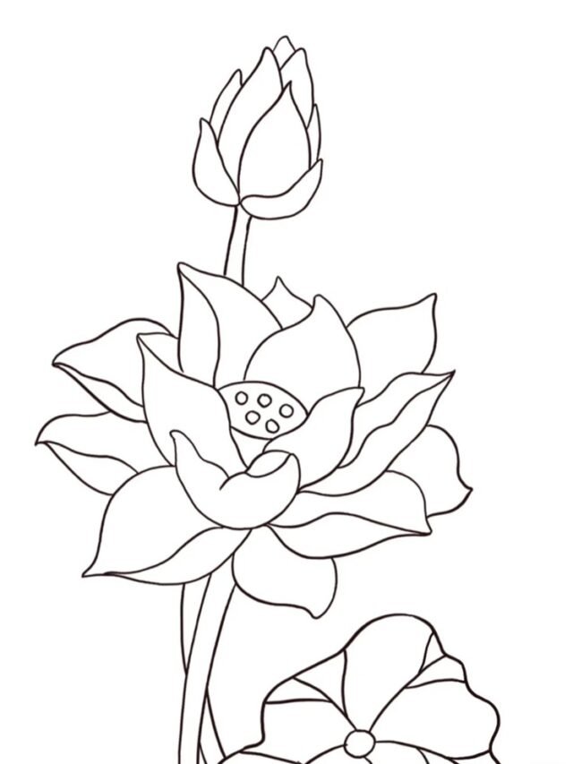 Bộ sưu tập 88+ tranh tô màu hoa sen mới nhất