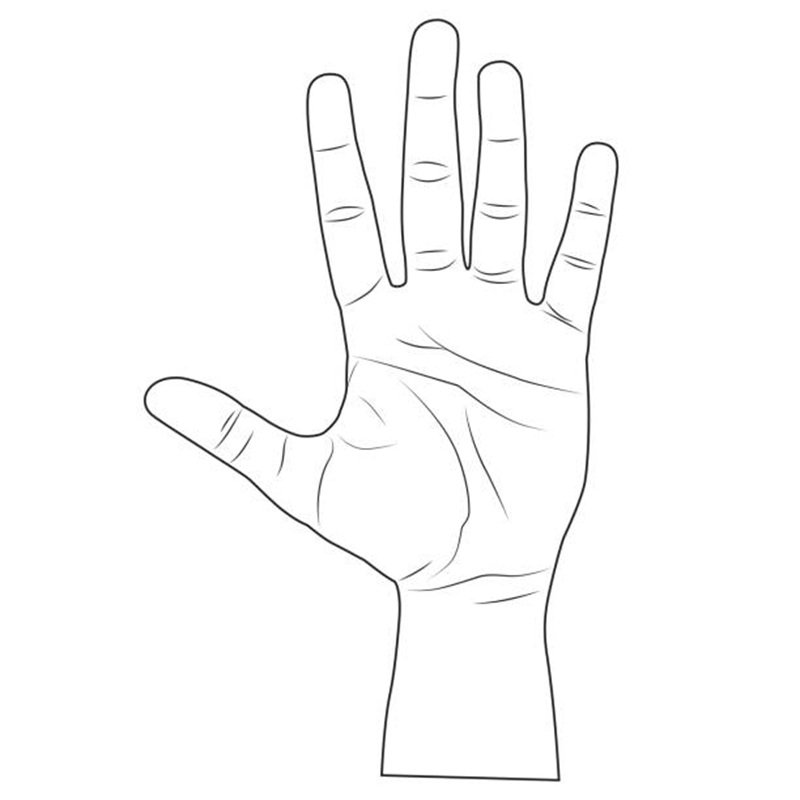 flat of the hand line vector illustration,isolated on white background,top view