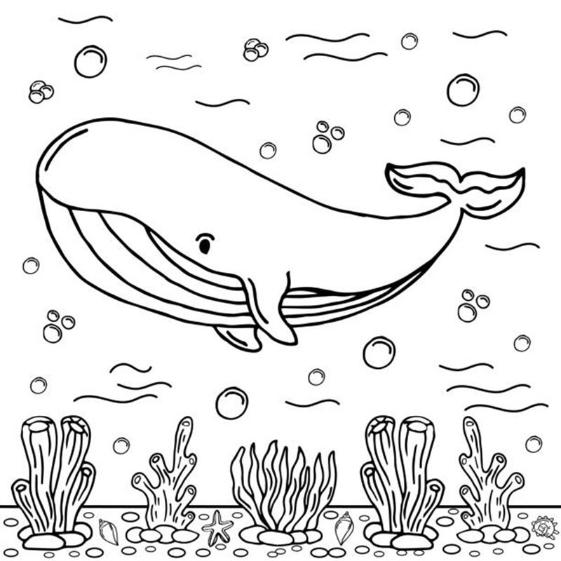 Whale Coloring Page Colored Illustration