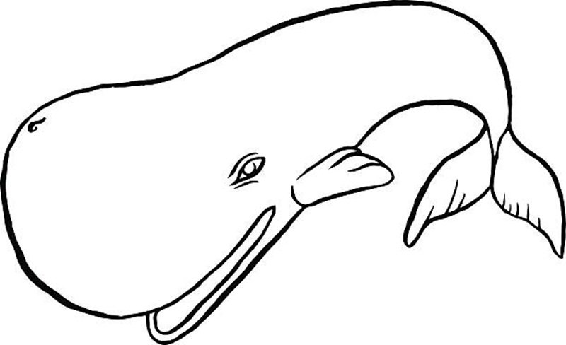 Cachalot or sperm whale – sketch doodle line art